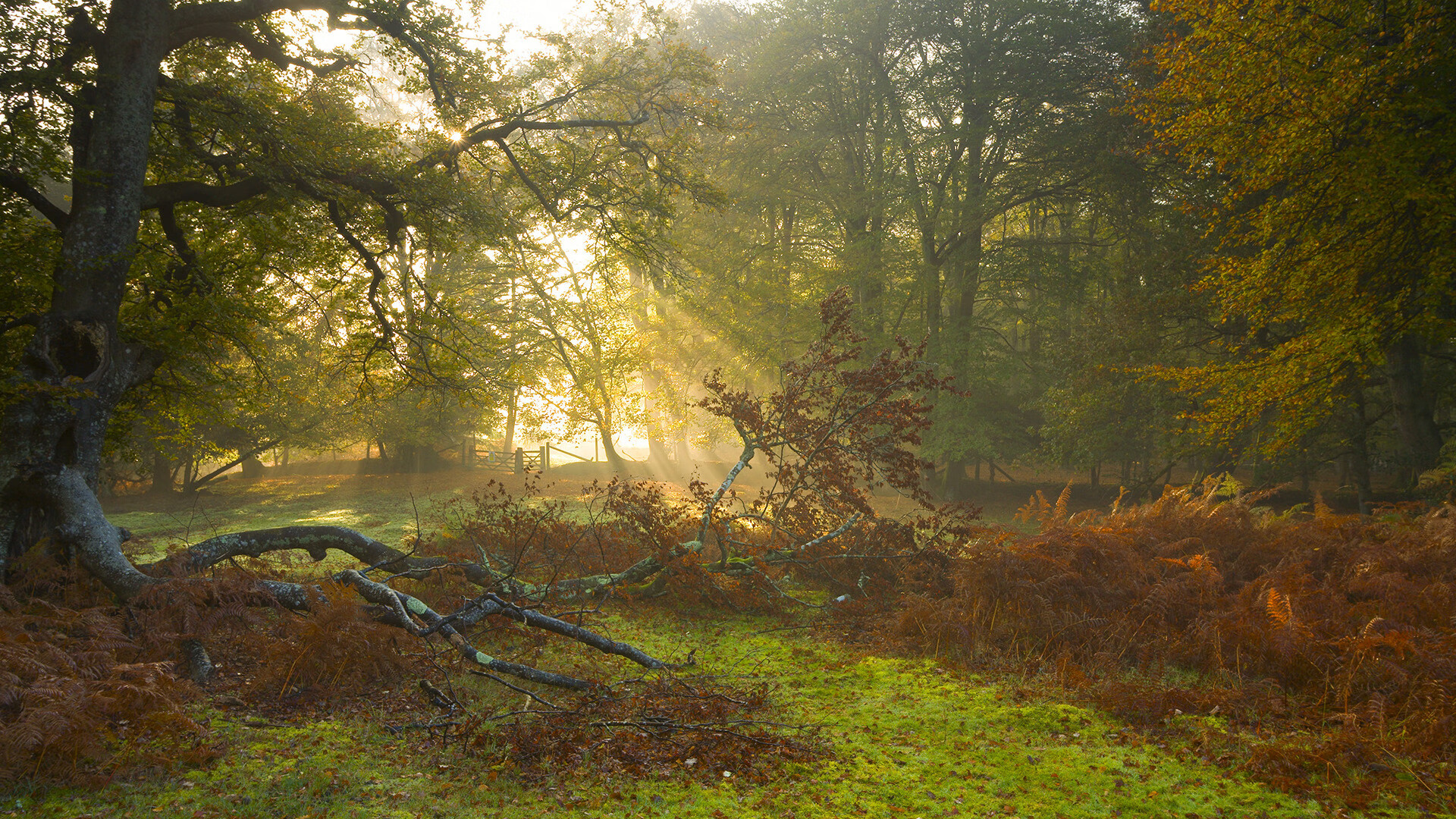 熊猫体育平台安全-巴塞罗那球队实力强大，全力争夺法甲冠军，巴塞罗那足球