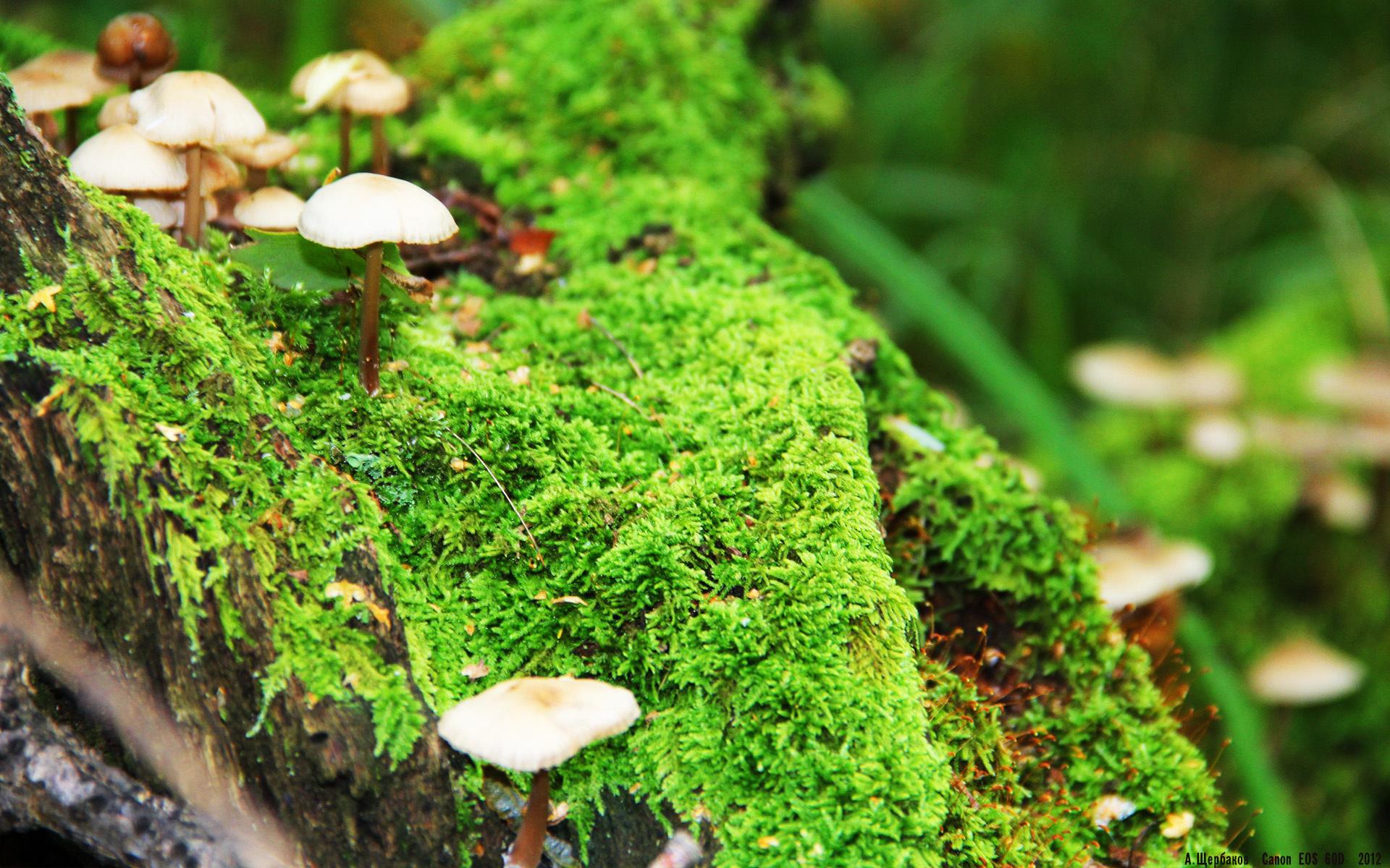 熊猫TV-欧冠决赛：曼城迎战切尔西，谁能笑到最后？，欧冠联赛决赛曼城对切尔西