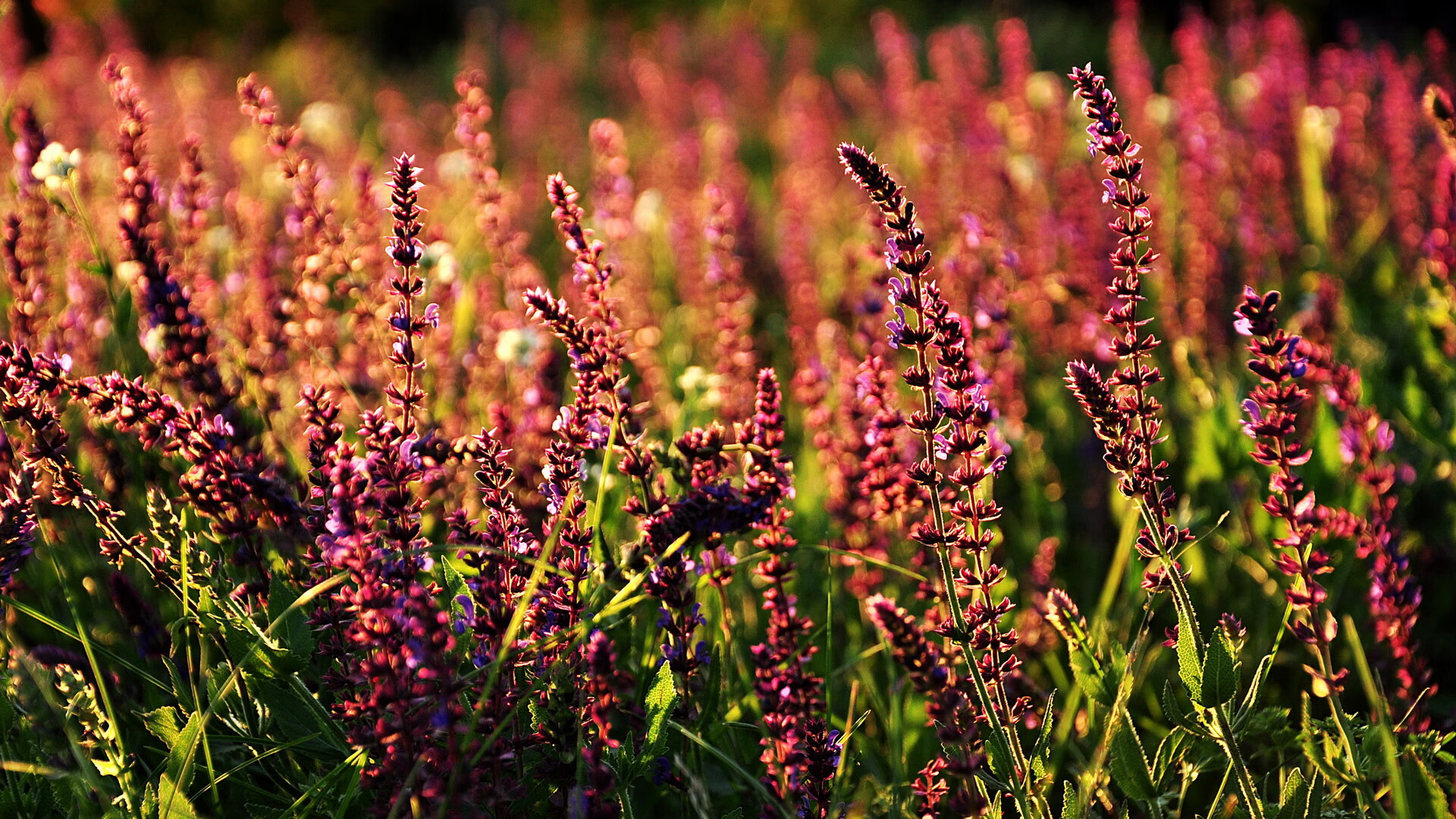 赫塔柏林是否应大刀阔斧重建阵容,柏林赫塔贴吧